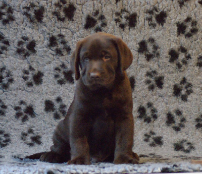 CHIOT