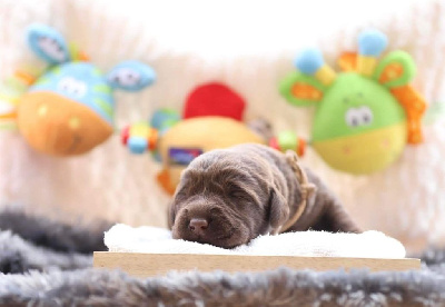 CHIOT 1