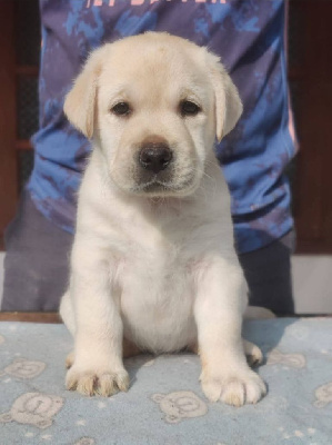CHIOT