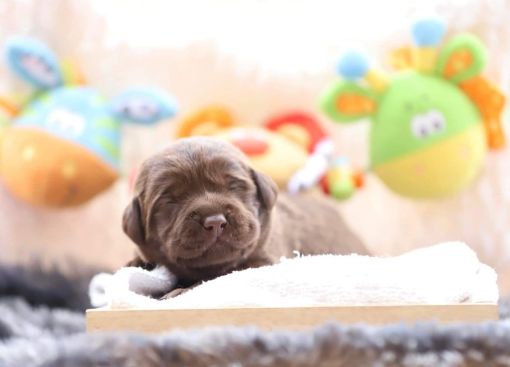 De la Vallée de la Brière - Chiots disponibles - Labrador Retriever