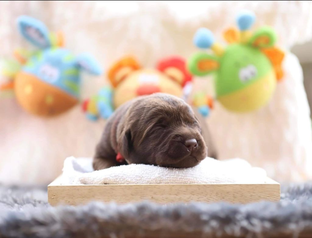 De la Vallée de la Brière - Chiots disponibles - Labrador Retriever