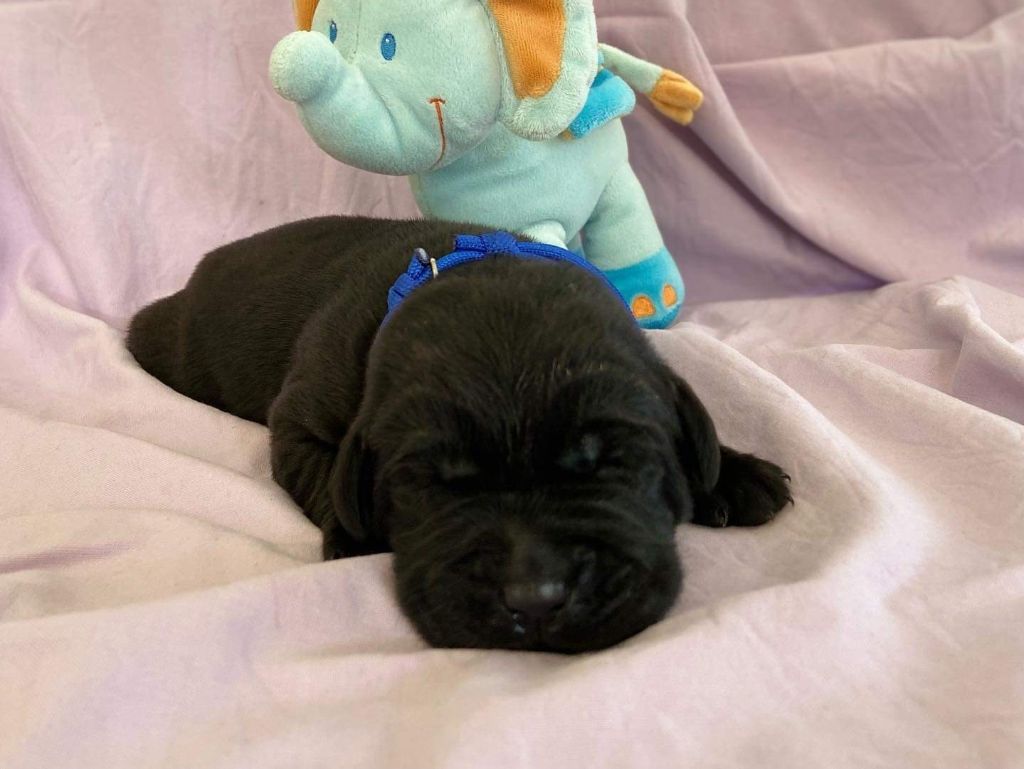 De la Vallée de la Brière - Chiots disponibles - Labrador Retriever